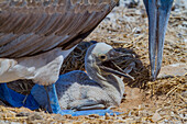 Blue-footed booby (Sula nebouxii) newly hatched chick in the Galapagos Island Archipelago, UNESCO World Heritage Site, Ecuador, South America