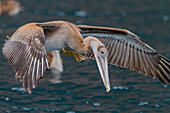 Junger Galapagos-Braunpelikan (Pelecanus occidentalis urinator),die kleinste Pelikanart der Welt,bei der Nahrungsaufnahme im Galapagos-Inselarchipel,UNESCO-Weltnaturerbe,Ecuador,Südamerika