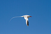 Adult red-billed tropicbird (Phaethon aethereus) in flight in the Galapagos Island Archipelago, UNESCO World Heritage Site, Ecuador, South America