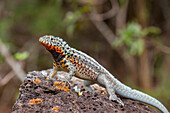 Lavaeidechse (Microlophus spp) im Galapagos-Inselarchipel,UNESCO-Weltnaturerbe,Ecuador,Südamerika