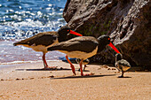 Adult American oystercatcher (Haematopus palliatus galapagensis) feeding chick along the shoreline on Bartolome Island in the Galapagos Island Group, UNESCO World Heritage Site, Ecuador, South America