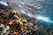 Underwater scenes from the Galapagos Island Archipelago, UNESCO World Heritage Site, Ecuador, South America