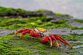 Sally lightfoot crab (Grapsus grapsus) in the littoral of the Galapagos Island Archipelago, UNESCO World Heritage Site, Ecuador, South America