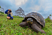 Tourist photographing a wild Galapagos giant tortoise (Geochelone elephantopus) feeding on the upslope grasslands of Santa Cruz Island, Galapagos, UNESCO World Heritage Site, Ecuador, South America