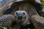 Wild Galapagos giant tortoise (Geochelone elephantopus) feeding on the upslope grasslands of Santa Cruz Island, Galapagos, UNESCO World Heritage Site, Ecuador, South America