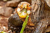 Captive Galapagos giant tortoise (Geochelone elephantopus) at the Charles Darwin Research Station, Galapagos, UNESCO World Heritage Site, Ecuador, South America