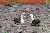 Adult waved albatrosses (Diomedea irrorata) at breeding colony on Espanola Island in the Galapagos Islands, UNESCO World Heritage Site, Ecuador, South America