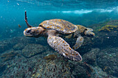 Adult green sea turtles (Chelonia mydas agassizii) underwater off the west side of Isabela, Galapagos Islands, UNESCO World Heritage Site, Ecuador, South America