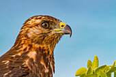 Young Galapagos hawk (Buteo galapagoensis) in the Galapagos Island Archipelago, UNESCO World Heritage Site, Ecuador, South America