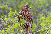 Junger Galapagos-Falke (Buteo galapagoensis) im Galapagos-Inselarchipel,UNESCO-Welterbe,Ecuador,Südamerika