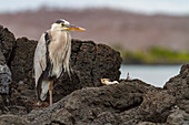 Erwachsener Blaureiher (Ardea herodias cognata) am Cerro Dragon auf der Insel Santa Cruz auf den Galapagos-Inseln,UNESCO-Welterbe,Ecuador,Südamerika