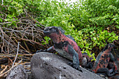 The endemic Galapagos marine iguana (Amblyrhynchus cristatus) on Espanola Island in the Galapagos Islands, UNESCO World Heritage Site, Ecuador, South America