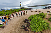 Der endemische Galapagos-Meeresleguan (Amblyrhynchus cristatus) auf der Insel Espanola auf den Galapagos-Inseln,UNESCO-Weltnaturerbe,Ecuador,Südamerika