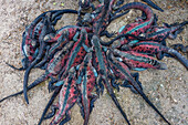 The endemic Galapagos marine iguana (Amblyrhynchus cristatus) on Espanola Island in the Galapagos Islands, UNESCO World Heritage Site, Ecuador, South America