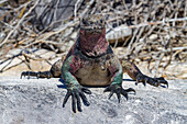 Der endemische Galapagos-Meeresleguan (Amblyrhynchus cristatus) auf der Insel Espanola auf den Galapagos-Inseln,UNESCO-Weltnaturerbe,Ecuador,Südamerika