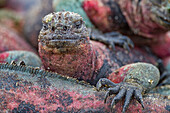 The endemic Galapagos marine iguana (Amblyrhynchus cristatus) on Espanola Island in the Galapagos Islands, UNESCO World Heritage Site, Ecuador, South America