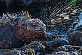 Der endemische Galapagos-Meeresleguan (Amblyrhynchus cristatus) niest überschüssiges Salz aus seinen Nasenlöchern auf den Galapagos-Inseln,UNESCO-Welterbe,Ecuador,Südamerika