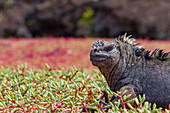 Der endemische Galapagos-Meeresleguan (Amblyrhynchus cristatus) im Galapagos-Inselarchipel,UNESCO-Welterbe,Ecuador,Südamerika