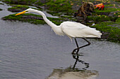 Erwachsener Silberreiher (Ardea alba egretta) bei Ebbe im Galapagos-Inselarchipel,UNESCO-Welterbe,Ecuador,Südamerika