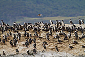 Kaiserscharbe (Phalacrocorax (atriceps) atriceps) in der Brutkolonie auf kleinen Inseln vor der Stadt Ushuaia,Argentinien,Südamerika