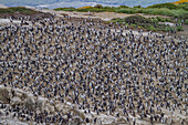 Kaiserscharbe (Phalacrocorax (atriceps) atriceps) in einer Brutkolonie auf kleinen Inseln vor der Stadt Ushuaia,Argentinien,Südamerika