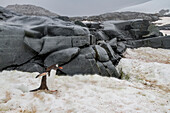 Eselspinguin (Pygoscelis papua) Brutkolonie auf Petermann Insel,Antarktis,Südlicher Ozean,Polargebiete