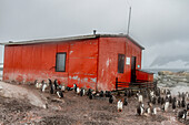 Gentoo penguin (Pygoscelis papua) breeding colony, outside refuge hut, at Petermann Island, Antarctica, Southern Ocean, Polar Regions