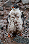 Gentoo penguin (Pygoscelis papua) chick at Jougla Point, Wiencke Island, Antarctica, Southern Ocean, Polar Regions