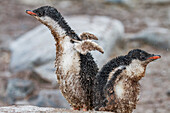 Gentoo penguin (Pygoscelis papua) chicks covered with mud and guano on Cuverville Island, Antarctica, Southern Ocean, Polar Regions