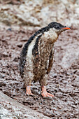 Eselspinguinküken (Pygoscelis papua),bedeckt mit Schlamm und Guano auf Cuverville Island,Antarktis,Südpolarmeer,Polargebiete