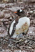 Eselspinguin (Pygoscelis papua) adult mit Küken auf Cuverville Island,Antarktis,Südlicher Ozean,Polargebiete