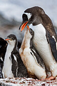 Gentoo penguin (Pygoscelis papua) adult with chicks at breeding colony on Booth Island, Antarctica, Southern Ocean, Polar Regions