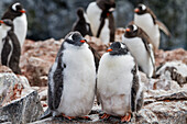 Eselspinguin (Pygoscelis papua) Brutkolonie auf Booth Island,Antarktis,Südlicher Ozean,Polargebiete