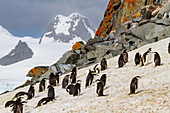 Chinstrap penguin (Pygoscelis antarctica) breeding and molting at Half Moon Island, Antarctica, Southern Ocean, Polar Regions