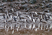 Zügelpinguin (Pygoscelis antarctica) Brutkolonie am Baily Head auf Deception Island,Antarktis,Südlicher Ozean,Polargebiete