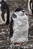 Zügelpinguin (Pygoscelis antarctica) bei der Mauser am Baily Head auf Deception Island,Antarktis,Südlicher Ozean,Polargebiete