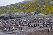 Chinstrap penguin (Pygoscelis antarctica) breeding colony at Baily Head on Deception Island, Antarctica, Southern Ocean, Polar Regions