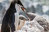 Ausgewachsener Zügelpinguin (Pygoscelis antarctica) bei der Fütterung eines Kükens am Baily Head auf Deception Island,Antarktis,Polargebiete