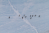 Adelie penguins (Pygoscelis adeliae) hauled out onto the ice near Adelaide Island, Antarctica, Polar Regions