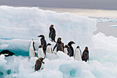 First year Adelie penguin (Pygoscelis adeliae) chicks at breeding colony at Brown Bluff, Antarctica, Polar Regions