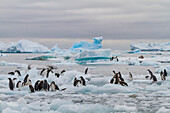 First year Adelie penguin (Pygoscelis adeliae) chicks at breeding colony at Brown Bluff, Antarctica, Polar Regions