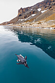 Dead Adelie penguin (Pygoscelis adeliae) attacked and killed, but not eaten, by an Antarctic fur seal at Brown Bluff, Antarctica, Polar Regions