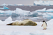 Adelie penguin (Pygoscelis adeliae) on ice floe with leopard seal at Brown Bluff, Antarctica, Polar Regions