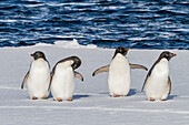 Adelie penguins (Pygoscelis adeliae) hauled out onto the ice near Adelaide Island, Antarctica, Polar Regions