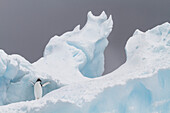 First year Adelie penguin (Pygoscelis adeliae) chick at breeding colony at Brown Bluff, Antarctica, Polar Regions