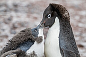 Adelie penguin (Pygoscelis adeliae) adult feeding chick at breeding colony at Brown Bluff, Antarctica, Polar Regions