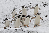 Adeliepinguin (Pygoscelis adeliae) Brutkolonie bei Brown Bluff auf der Ostseite der Antarktischen Halbinsel,Antarktis,Polargebiete