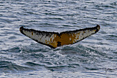 Humpback whale (Megaptera novaeangliae) flukes-up dive in the Weddell Sea near the Antarctic Peninsula, Antarctica, Polar Regions