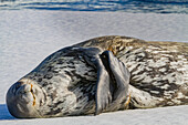 Adult Weddell seal (Leptonychotes weddellii) hauled out on ice near the Antarctic Peninsula, Southern Ocean, Polar Regions