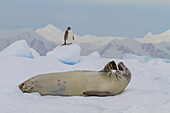 Krabbenfresserrobbe (Lobodon carcinophaga) auf einer Eisscholle in der Nähe des Adeliepinguins in der Schlucht nahe der Antarktischen Halbinsel,Antarktis,Polargebiete